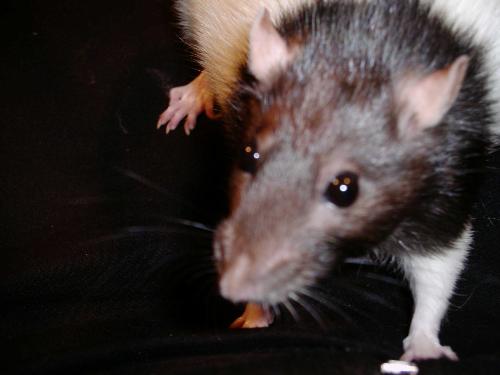 Millie  - Millie the chubby rat