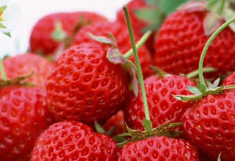 strawberry - strawberry is one of my favourite fruit.i know it is very good for health, gives lots of vitamins and cleans the blood and everything.  now a days i am little worried, i heard from many of my friends and doctors too that sellers inject some sort of chemicals which makes them dark redish and more sweeter to attract the buyers now how can i prevent my self from this? as my friends daughter get skin alergic from it, which has been discovered after investigated by his family doctor. can someone guide me???