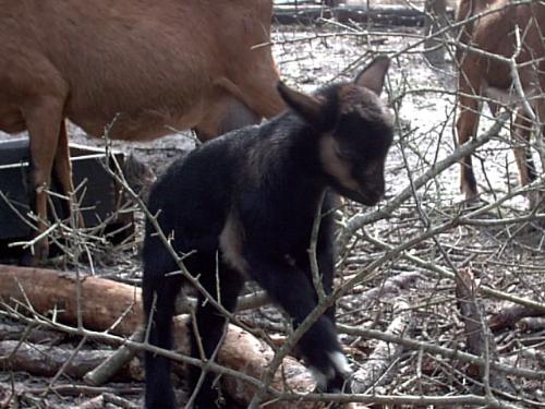 Polunu - This is Polunu, a Hawaiian name meaning "chubby". He is mostly Pygmy and is one of the last bucklings to be born out of my first goat, a Pygmy buck named Snapper. In this picture he is climbing on a fallen branch that he discovered in the nursery pasture after a bad rainstorm. He is not the most lovable baby in the pasture right now but he loves to have his chest scratched.