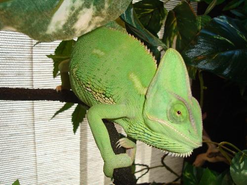 Reptiles - This is Cadaver, female Veiled Chameleon