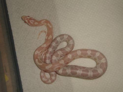 Snow Corn - This is Saffron, Snow Corn Snake