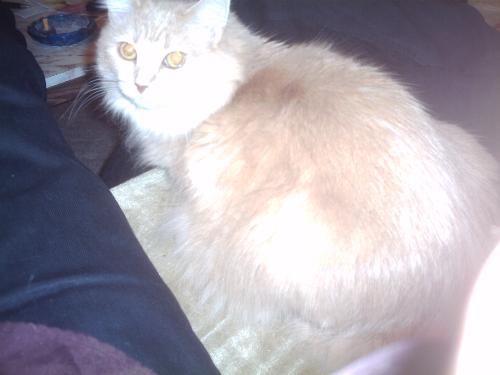 Solis - This is my kitty Solis. ( yes I know its an odd name, ask I will tell you what it means) And no I will not put up my pic until I have a good one of myself.