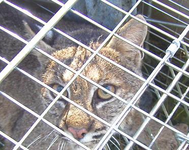 bobcat - This female bob cat turned herself in when the trap was set to catch what was stealing our chickens and likely also ate a few of our kittens and cat. bobcat - This female bob cat turned herself in when the trap was set to catch what was stealing our chickens and likely also ate a few of our kittens and cat.