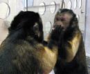 monkey looking at the mirror - Do you think monkeys are also capable of recognizing themselves in the mirror?