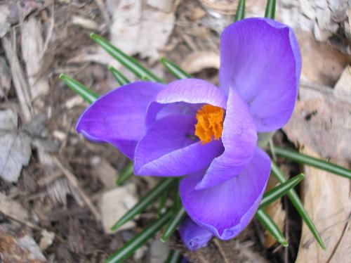 "Crocus Pocus" - Snapshot closeup of a new crocus blossom. Some years we&#039;ve seen them poking up even when snow is partly covering them. I&#039;d say they&#039;re just as anxious for spring as the rest of us!