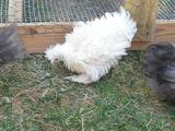 Frizzle Chicken - Our Frizzle Feathered Silkie/Cochin cross, Rigoletto. Always fun to watch his antics. He was still a youngster in this photo.