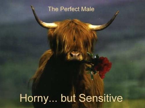 The all-known picture of a perfect male - We all know this picture.I uploaded it becouse I find it funny. 