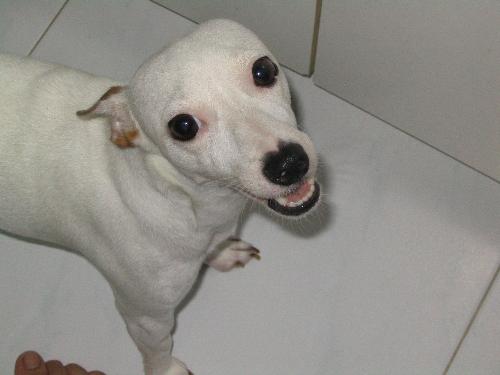 My Pet Dog Jack Russell - My Pet Dog Jack Russell named Yuki and is a female.