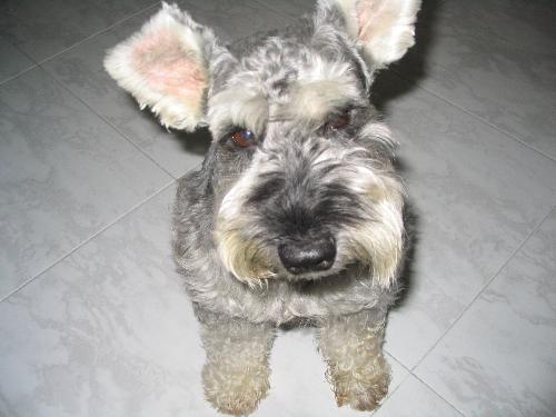 My Pet Dog Schnauzer - My Pet Dog Schnauzer named Cola and is a male.
