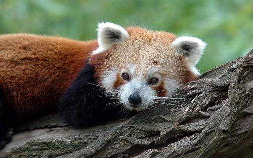 Panda Roux - They are cute and lovely bears