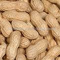 peanuts - peanuts in the shell a versatile legume