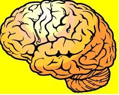 Most important Organ!! Without it you are nothing. - Brain is the control center of the central nervous system. In most animals, the brain is located in the head, protected by the skull.