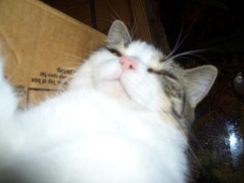 molly - just a lovable cat