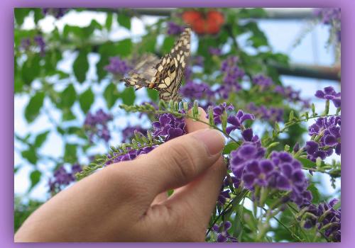 Butterfly on my hand - Touching the butterfly create an extra ordinary feeling.