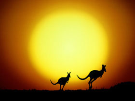 Sunset Kangaroos - Kangaroos hopping back home at sunset in the Australian bush.