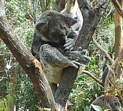 Koala - Koala at Currumbin Sanctuary, Gold Coast, Australia