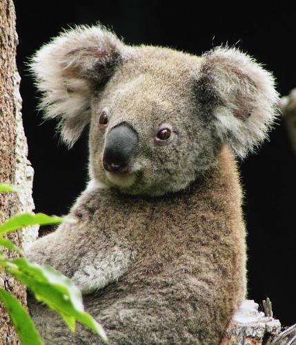 Koala - Koala up a gum tree