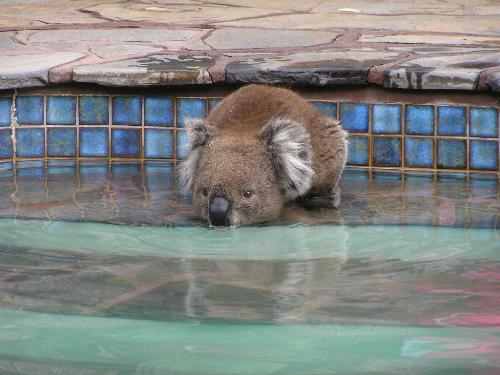 Koala cooling off - The bush fires in Australia recently are having a terrible effect on our wildlife. This koala had made it's way into town to cool off in a water fountain. His feet were probably burnt from walking on the red hot soil.