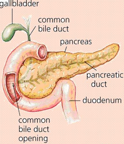 Pancreas - There are two main types of full-blown diabetes. People with Type 1 diabetes are completely unable to produce insulin. People with Type 2 diabetes can produce insulin, but their cells don't respond to it.