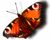 Butterfly - butterflies are the cutest insect on earth they have so innovative designs that people copy in day to day life