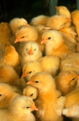 chicks, baby birds - Many cute little chicks come from many eggs or from phew eggs?