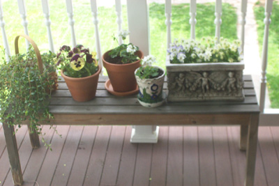 Spring Flowers! - I love to grow pansies on my porch in the Spring! Unfortunately I don't tend to have a green thumb:( They looked this good for maybe a total of 2 weeks?? LOL