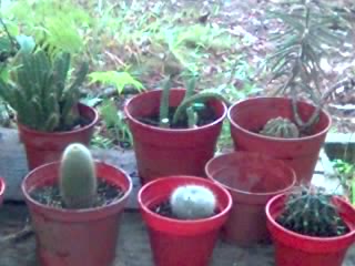 cactus - my cactus