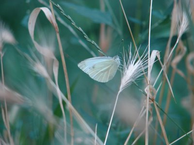 Butterfly in the spring :) - This is one of my favorite pics I've taken, I especially like the way the color turned out :) It's a butterfly enjoying the newly arrived spring :)