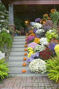 curb appeal - beautifull way to welcome visitors in to your home curb appeal - beautifull way to welcome visitors in to your home