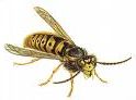 Wasp attack!!! - Picture of a wasp.