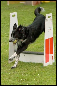 One of my Border Collie's - Dax - This is a picture of my long haired border collie doing flyball.