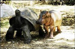 hippo_tortoise2.jpg - hippo_tortoise2.jpg