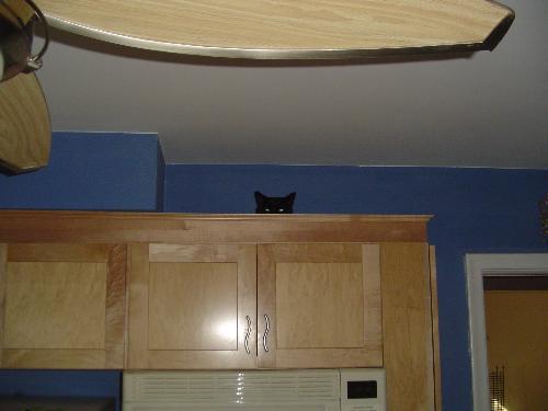 Cat in the cabinets - here's our cat hiding in the kitchen cabinets