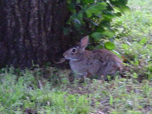 Run little rabbit! - Even in the city you can get a glimpse of wild life if you stand real still. This little rabbit was nest to a large tree in my brothers yard. He lives an a large and busy city corner lot. I love the outdoors and wildlife that lives in it.