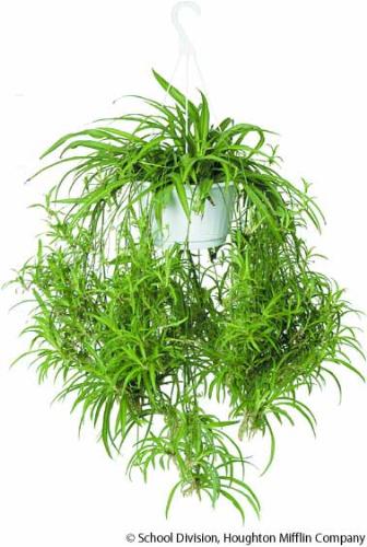 Spider plant - This is what it is supposed to look like. *pouts*