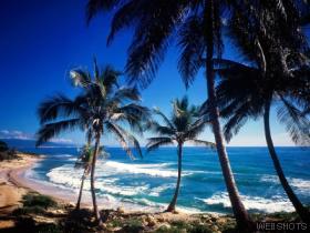 carribean - one of the beach in carribean