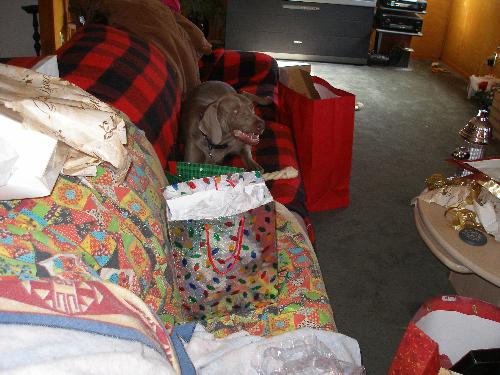 Weimaraner with Christmas Bone - Abbie, my son Weimaraner, got a bone for Christmas. She ran and got on the couch to eat it. I have a Vizsla called Chelsea. Abbie would lay her leg over her bone eveytime the Vizsla walked very close to her. So Abbie would chew a while then look around the room to maker sure no one was after her christmas bone....