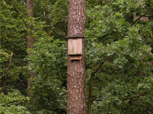 Bat House on Tree - A single Bat Can Eat 3,000 Mosquitoes A Night. If mosquitos are a problem in your area you may want to consicer putting up a bat house to attract bats to your area. Bat houses can easily be made or purchased.