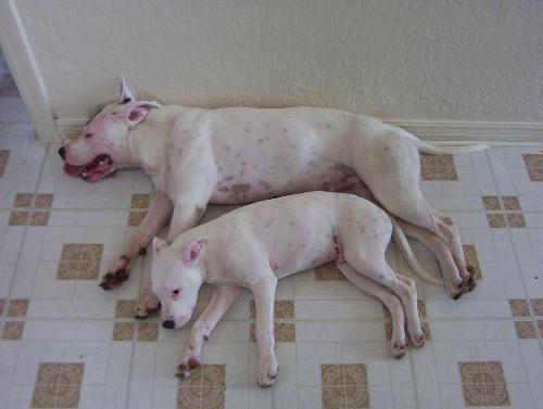 my dog - my dog diamond and zero. they were tired out after a long day playing outside