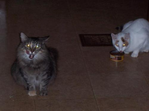 My beautiful cats - This is Lucky and Butters. Lucky is licking her lips after getting some canned food :)