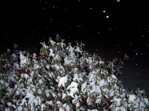 This Winter's Snow - This is a bush in front of my house. I decided to snap a pic of it in the middle of a snow storm.