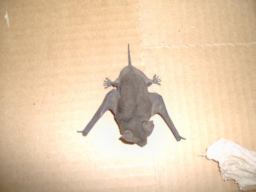 Herman the Goody's Bat - This is one of 3 pictures I took of this little bat that i recued