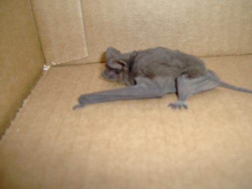 Herman - This is one of 3 pictures I took of a bat I rescued from a store and set free in the woods