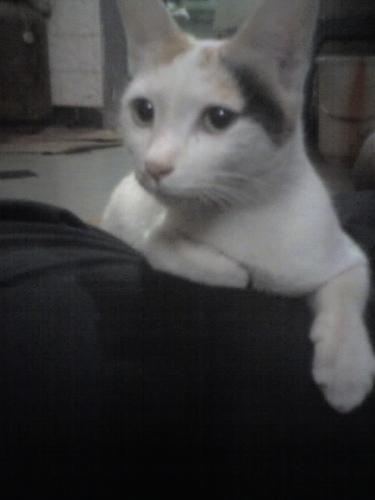 mani - A cat Giving a pose to her photosession