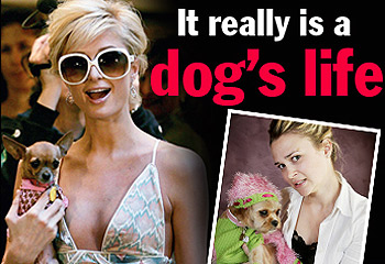 Dog used as a Fashion statement. - A well known celebrity using her dog as a fashion statement.