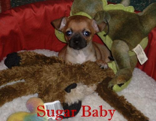 toy chihuahua - Sugar... my new little toy chihuahua!