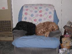 THE DOGS CHAIR - Libby and Little Red sleeping in their chair.