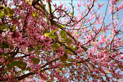 Spring is coming - Spring is coming and at my country was so warm this year we didn't even understand the winter....