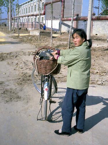china - china-pig-in-basket