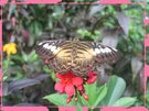 butterfly on a flower - my favorite picture from your gallery